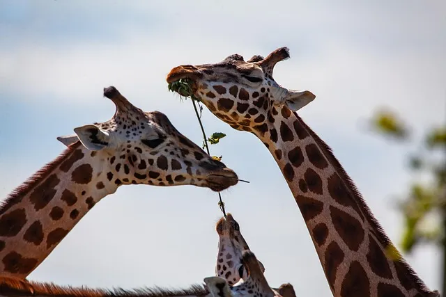 giraffe, long neck, horns, long legs, neck, mammal, wildlife, africa, zoo,