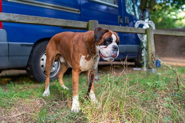 gras, hund, tier, tier, tier, tier, tier, tier
