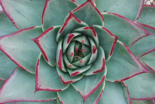 leaves, nature, spiral, golden ratio