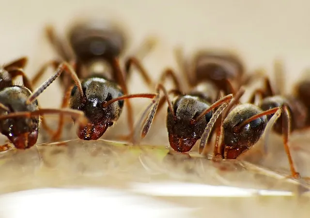 ants, water, insects, nature, hard working, raindrop, water absorption, drink