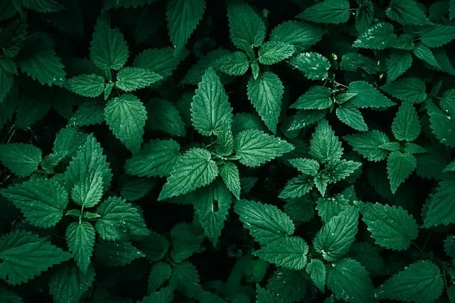 common nettle, mac wallpaper, 4k wallpaper 1920x1080, laptop wallpaper, free