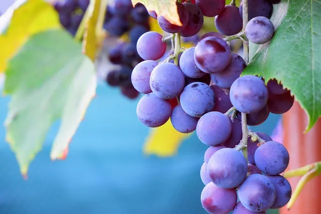 grapes, nature, autumn, increase, blue, garden, autumn, autumn, autumn,