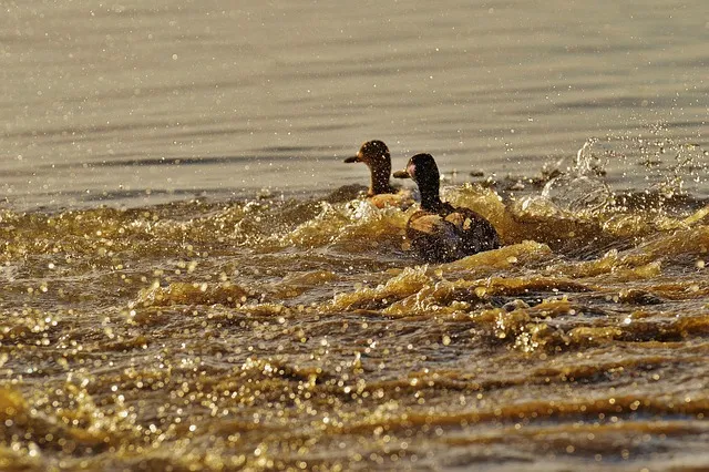 ducks, escape, tracking, revolt, few, water, lake constance, nature,