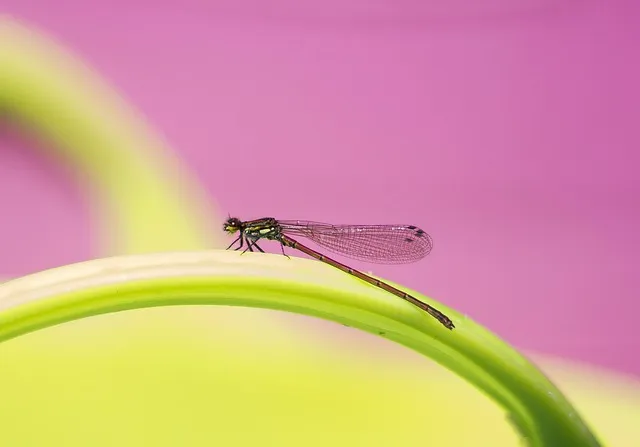 insect, damselfly, wings, entomology, species, macro, nature
