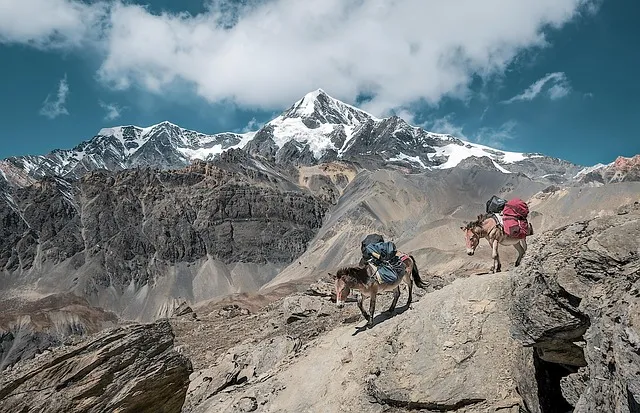 mountain, nature, mules, transport, donkey, transportmulis, transport