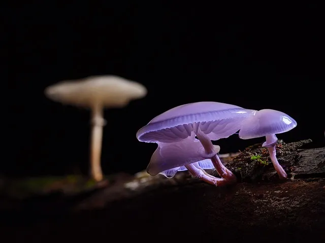 mushroom, mushrooms, beech slime root, forest mushroom, wild mushroom,