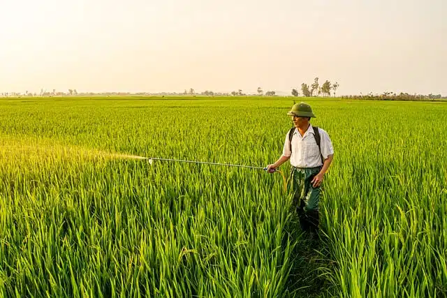 agriculture, wheat, field, green, nature, farming, summer, farm, food, rice,