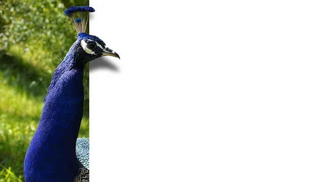 peacock, nature, bird, feathers, blue, map, ebv, image editing, unleashed,