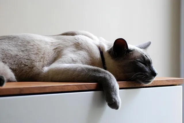 cat, pets, siamese, kitten, pet, rest, nature, sleep, recovery, animal,