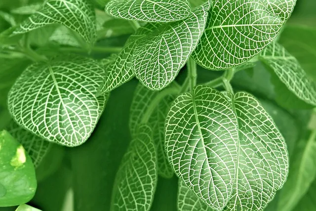nerve plant, leaves, patterned, white line pattern, nature