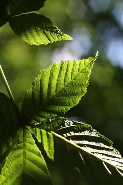 leaf, green, nature, bokeh, nerves