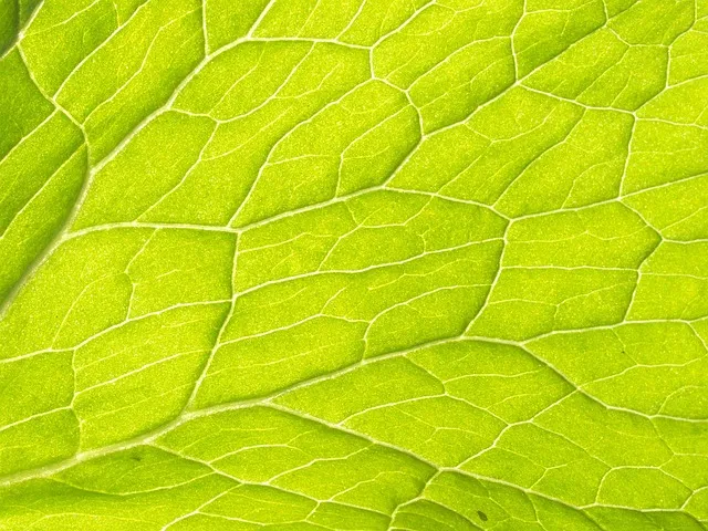 plant, leaf veins, water transport, vascular bundles, nature, plant tissue,