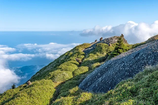 landscape, herd of monkeys, foraging, sprouts of yakuzaza, coastline, nagata