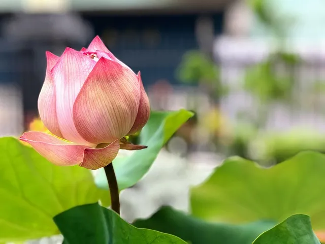 lotus, budding, green leaf, beautiful, expect, thriving, thriving, thriving,