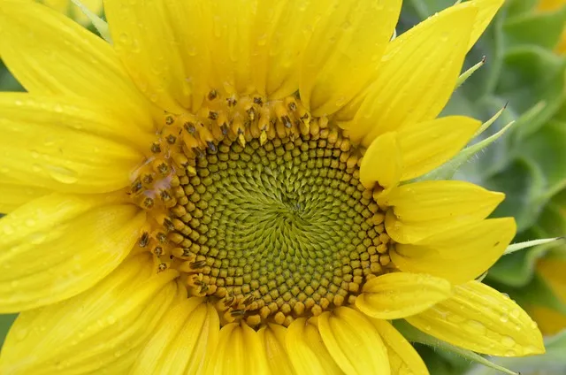 sunflower, golden ratio, law, yellow, golden ratio, golden ratio, golden