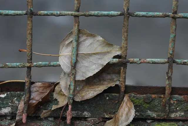 leaf, autumn, nature, net, rust, the decline