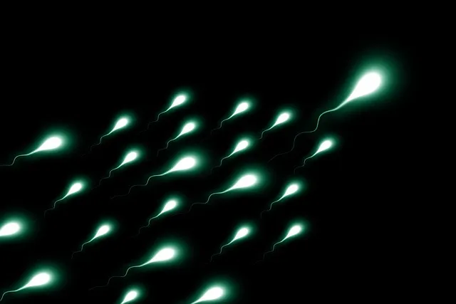 sperium, sperm, winner, first, competition, champion, front runner, egg, egg