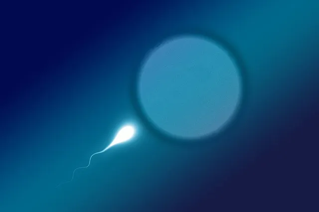 sperium, sperm, winner, first, competition, champion, front runner, egg, egg