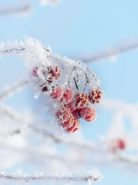 ice, cold, winter, frost