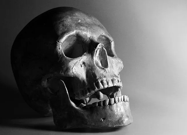 skull, bone, smile, skull, skull, skull, skull, skull