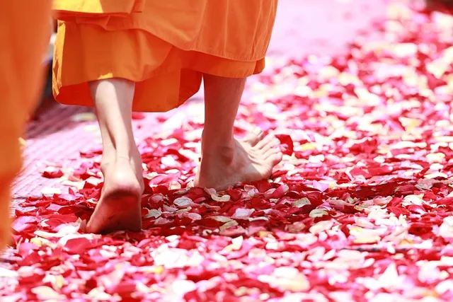 monk, walking, rose petals, buddhism, thailand, tradition, buddhists monks,