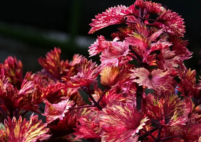 nature, coleus, leaves, botany, plant, foliage, growth, nature, nature,