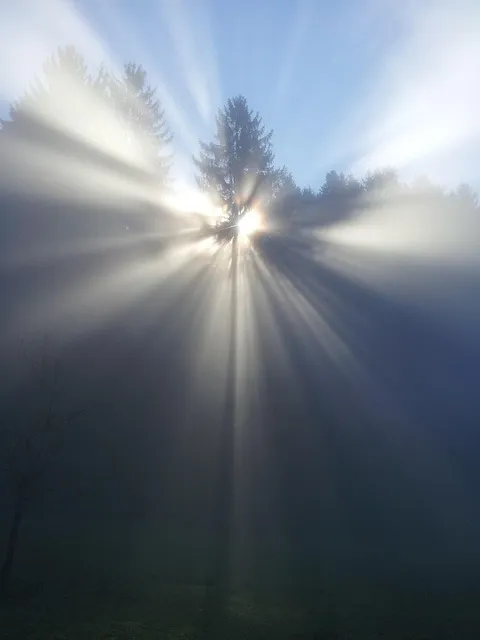 fog, tree, mood, sun, nature, beyond, god, faith, nirvana, birth, rebirth