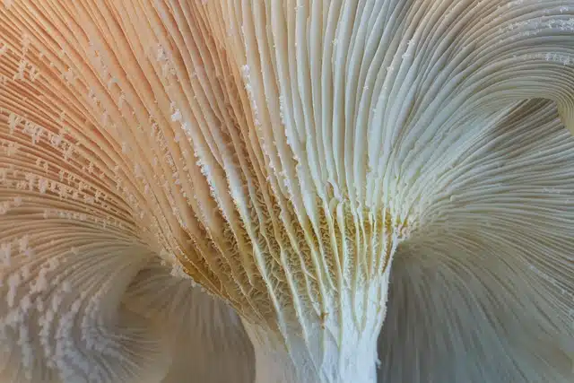 mushroom, oyster, mycology, nature, macro, texture, closeup, mushroom,