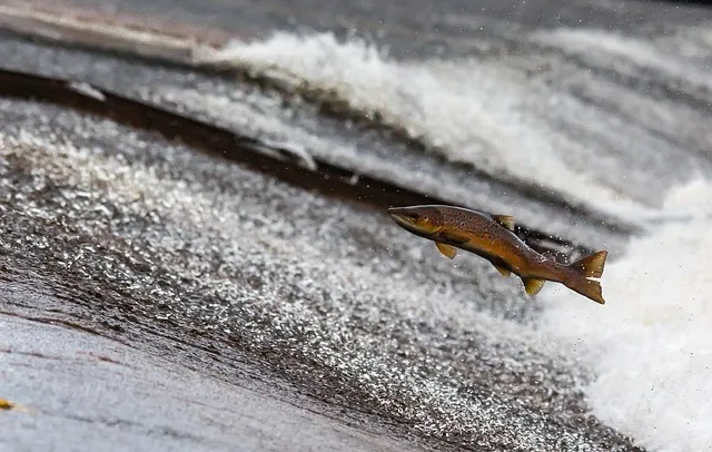 salmon, fish, jump, upstream, jumping fish, jumping, flying fish, nature,