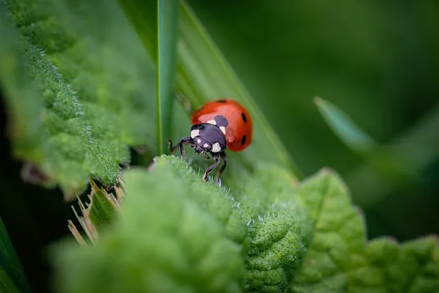 coccinellidae, beetle, insect, macro beetle, red shield, black dots, nature,