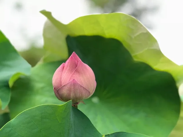 lotus, budding, green leaf, beautiful, expect, fresh