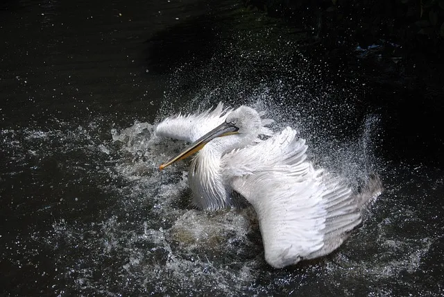 pelican, flapping, splash, bird, animal, wildlife, wings, feathers, plumage,