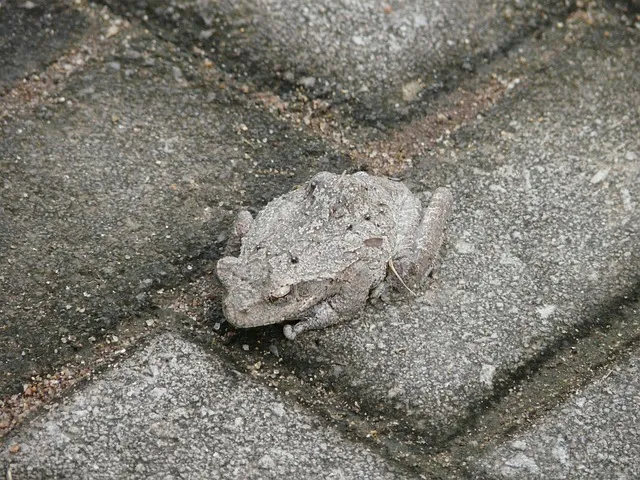 toad, camouflage, hide, discrete, adapt, tune in, attune, adapt, adapt,