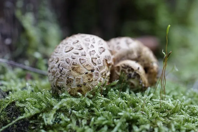mushroom, fungus, toadstool, scleroderma, bovist, moss, nature, forest