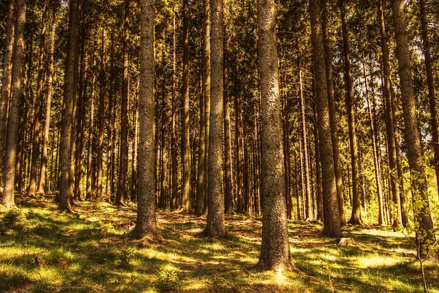 trees, fir forest, nature, conifers, sunlight, naturally, mood, lighting