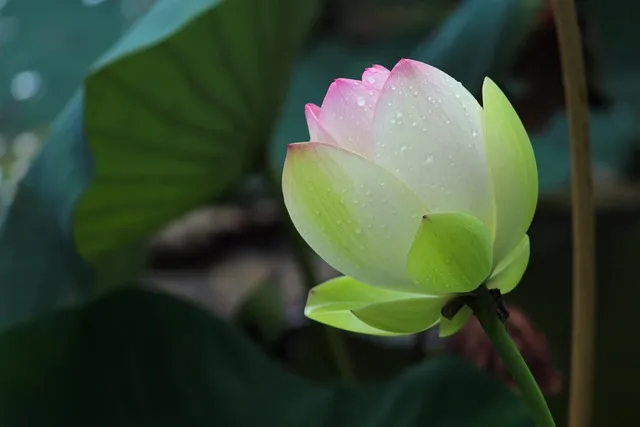 bloom, after the rain, lotus, lotus, lotus, lotus, lotus, lotus