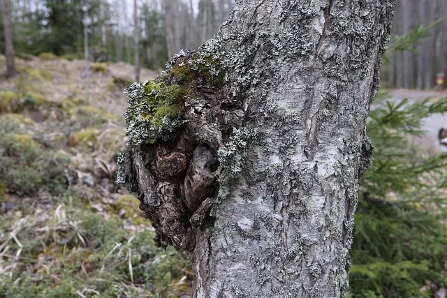 birch, chaga mushroom, gnarl, medicine, dietary supplement, welfare, chaga