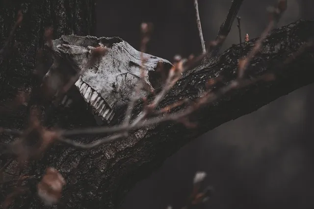 skull, bones, horror, trees, ghost, forest, nature, fantasy, halloween,