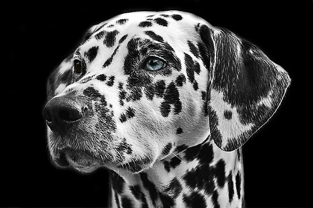 dalmatian, dog, animal, head, animal portrait, black-and-white, dog head,