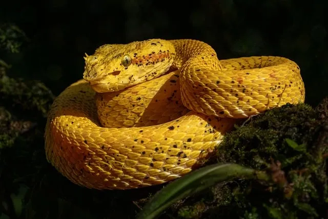 poisonous snake, eyelash viper, prehensile-tailed lancehead viper, viper,