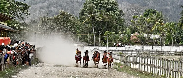 animal, the race, race, horse, run, shootout, nature, guts