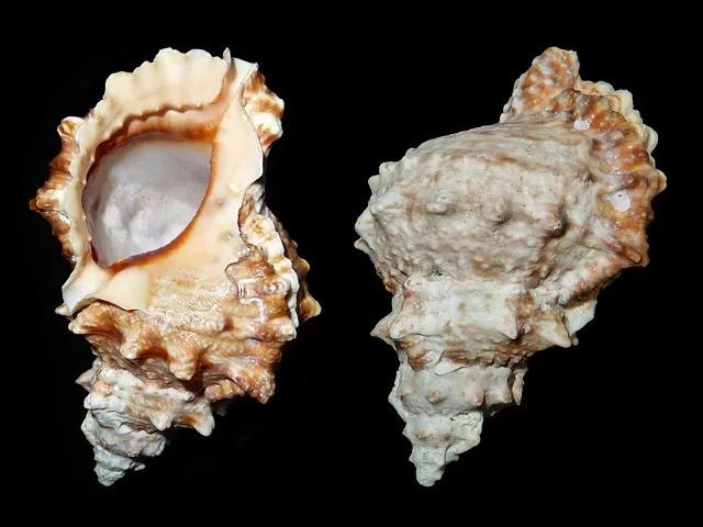 sea snail, snail, tutufa bufo, caenogastropoda of uncertain systematic,