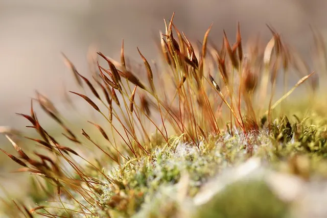 moss, wall-rotating-tooth moss, tortula muralis, mossy, nature, growth,