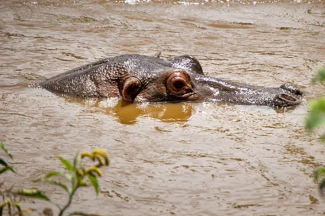 hippo, animal, when the hippopotamus, wild, wild life, africa, safari,