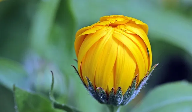 marigold, calendula, bud, flower, yellow flower, beautiful flowers, yellow