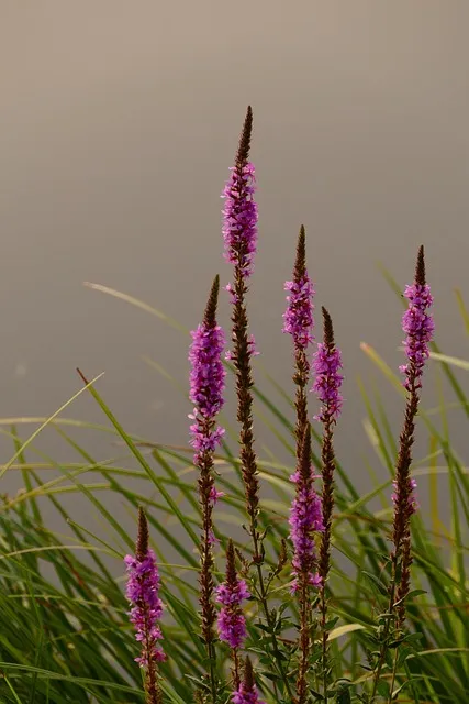 plant, flower wallpaper, flower background, flower, nature, beautiful
