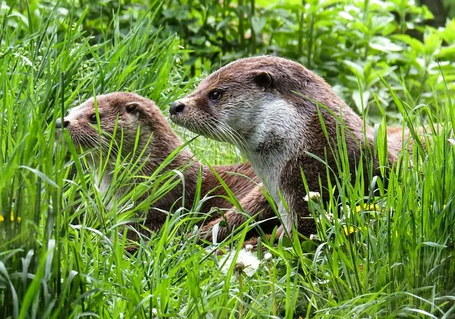otter, animals, water, nature, meadow, maintenance, quiet, wild