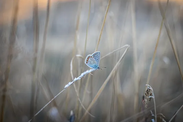 butterfly, common blue, insect, grass, macro, animal, nature, nature,
