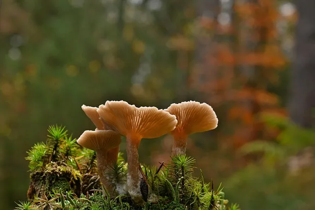 mushrooms, lamellar mushrooms, moss, fall, nature, forest mushroom, forest