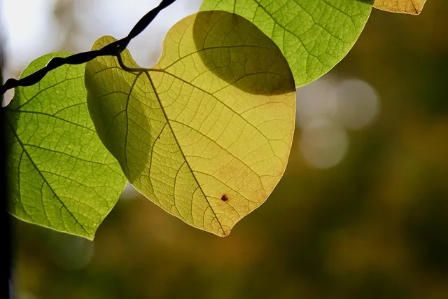 whistling wind, climber plant, rank plant, leaves, leaf veins, nature, leaf